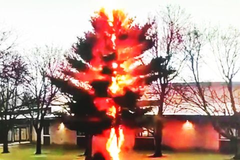 Screenshot aus einem Video: Blitz schlägt in einen Baum ein