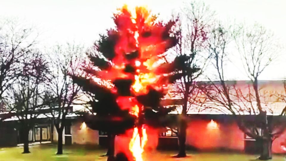 Screenshot aus einem Video: Blitz schlägt in einen Baum ein