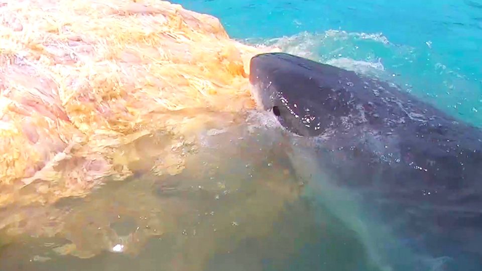 Haie machen sich über Walkadaver her – Hawaii muss Strand schließen Haie machen sich über Walkadaver her – Hawaii muss Strand schließen