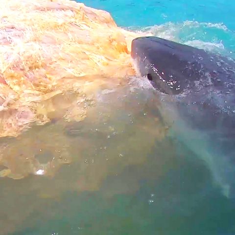 Haie machen sich über Walkadaver her – Hawaii muss Strand schließen