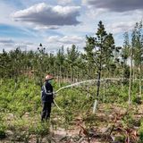 Inzwischen werden lokale Bauern als Waldpfleger bezahlt. Sie müssen dafür sorgen, dass die Setzlinge überleben.