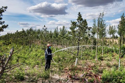 Inzwischen werden lokale Bauern als Waldpfleger bezahlt. Sie müssen dafür sorgen, dass die Setzlinge überleben.
