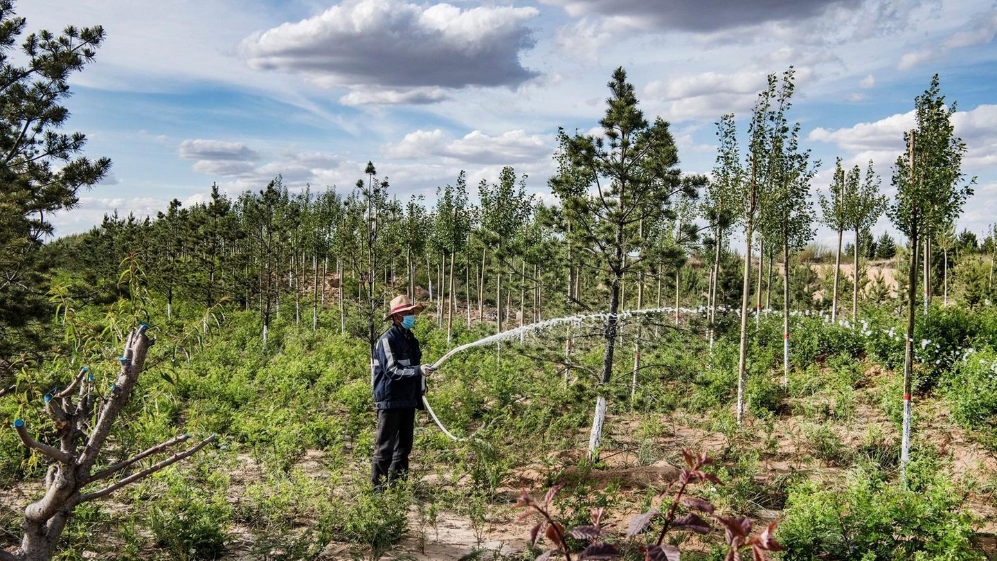 Inzwischen werden lokale Bauern als Waldpfleger bezahlt. Sie müssen dafür sorgen, dass die Setzlinge überleben.