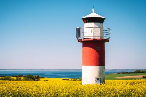 Blühendes Rapsfeld auf der schwedischen Insel Ven