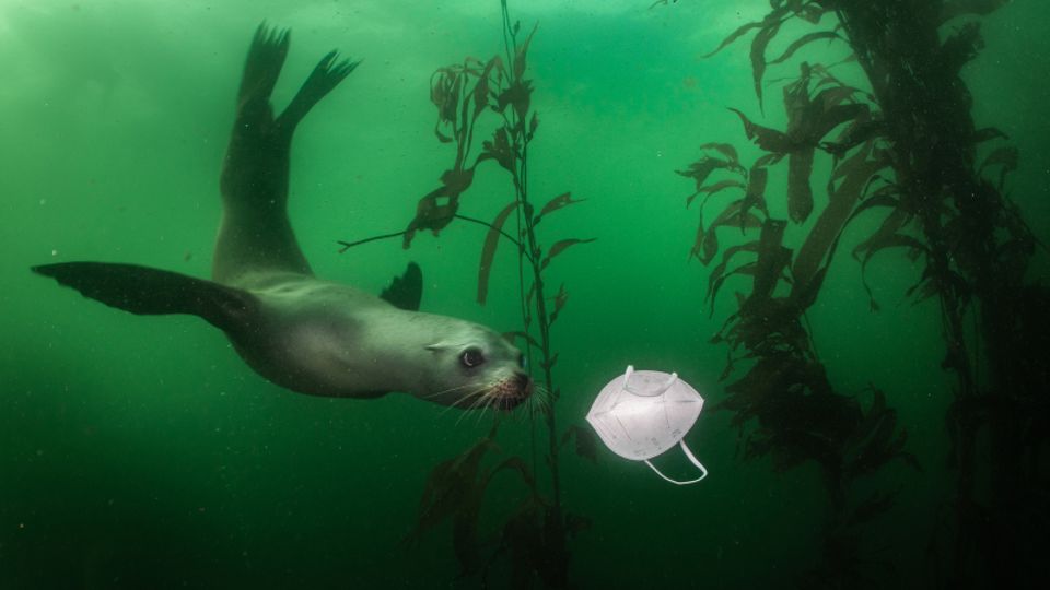 Seelöwe entdeckt Schutzmaske Seelöwe entdeckt Schutzmaske