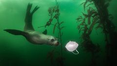 Seelöwe entdeckt Schutzmaske