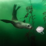 Seelöwe entdeckt Schutzmaske