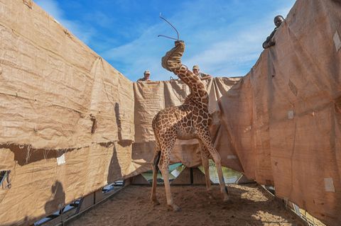 Eine seltene Rothschild-Giraffe wird vor einer Überschwemmung gerettet