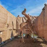 Eine seltene Rothschild-Giraffe wird vor einer Überschwemmung gerettet