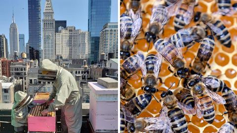 Auf einem Dach vor der Skyline von New York steht ein Mann in Imker-Montur und holt einen Rahmen mit Honig aus einem Bienenstock