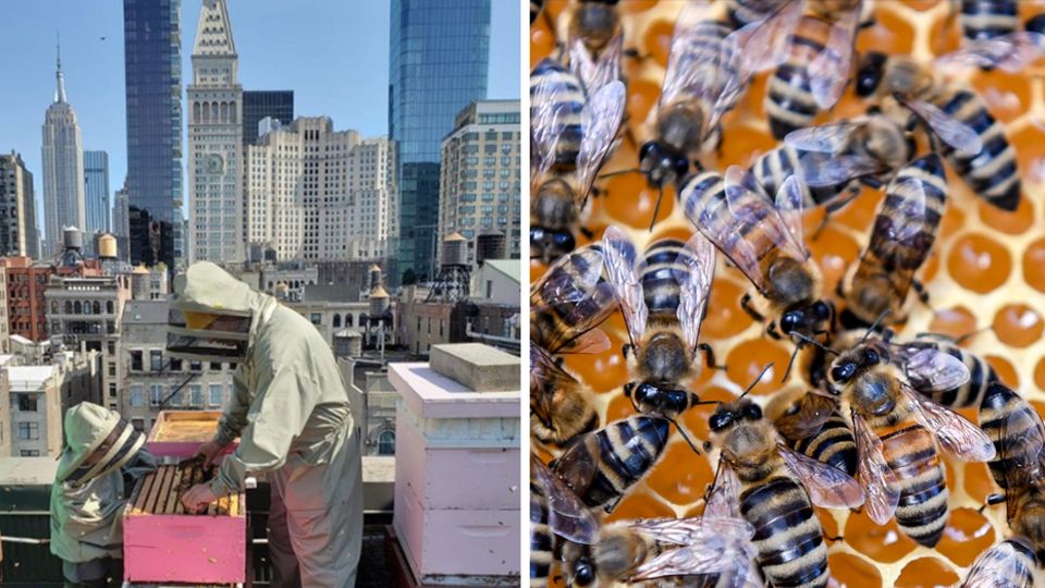 New York Dach Imker Bienen Honig Auf einem Dach vor der Skyline von New York steht ein Mann in Imker-Montur und holt einen Rahmen mit Honig aus einem Bienenstock