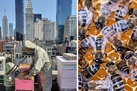 Auf einem Dach vor der Skyline von New York steht ein Mann in Imker-Montur und holt einen Rahmen mit Honig aus einem Bienenstock