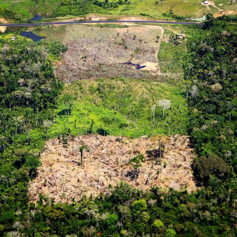 Gerodete Flächen des Amazonas in Brasilien.