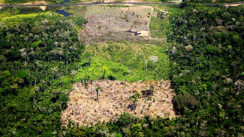 Gerodete Flächen des Amazonas in Brasilien.
