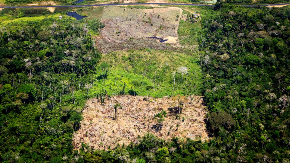 Gerodete Flächen des Amazonas in Brasilien.