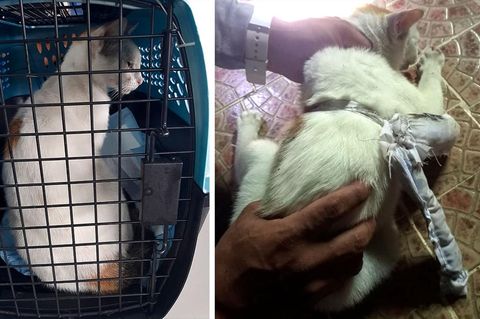 Katze, die in Panama mit an den Bauch gebundenen Drogen gefangen wurde