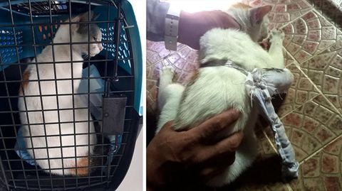 Katze, die in Panama mit an den Bauch gebundenen Drogen gefangen wurde