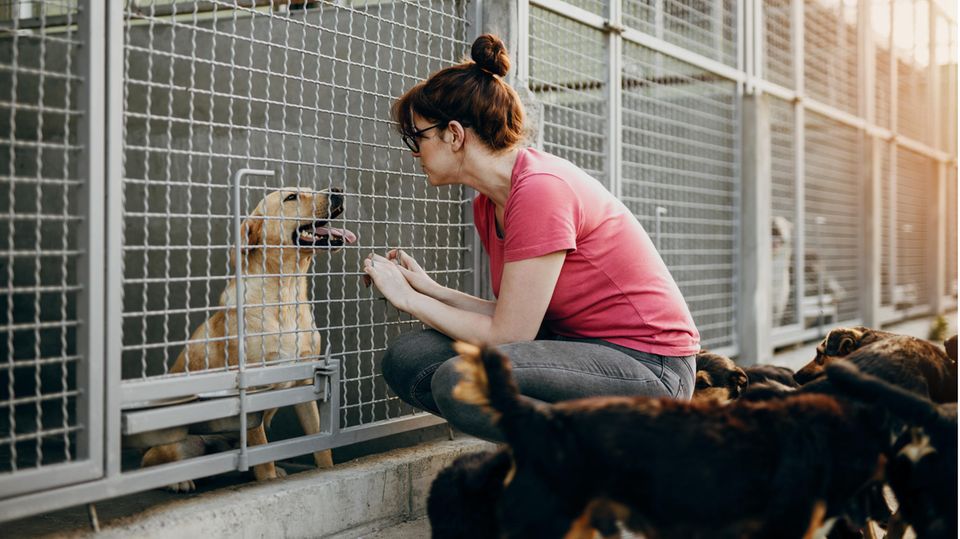 Tierheime Können Nun 7500 Euro Corona-Hilfe Beantragen | STERN.de