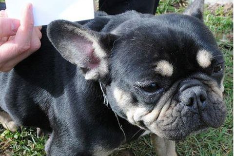 Ein Mops mit der Nummer 62