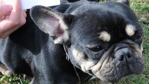 Ein Mops mit der Nummer 62