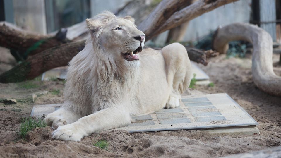 Der weiße Löwe Mojo ist seit sechs Wochen spurlos verschwunden.
