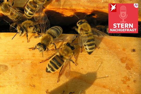 Bienen auf einem Siebkasten