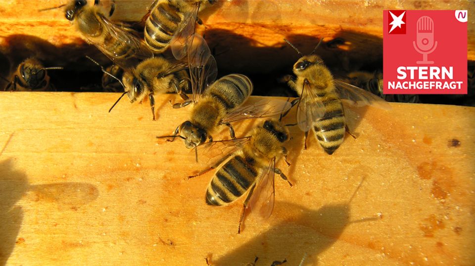 Bienen auf einem Siebkasten
