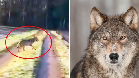 Wolf in Niedersachsen
