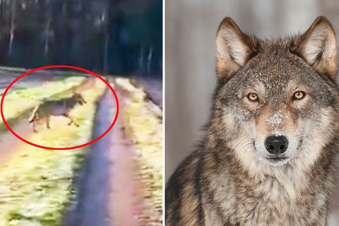 Wolf in Niedersachsen