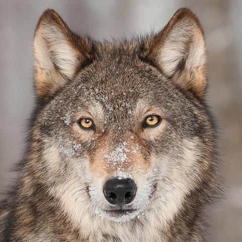 Wolf in Niedersachsen