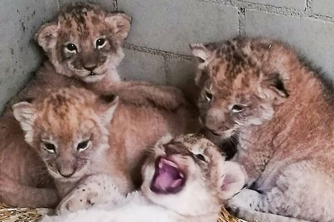 Vier Löwenwelpen im Leipziger Zoo