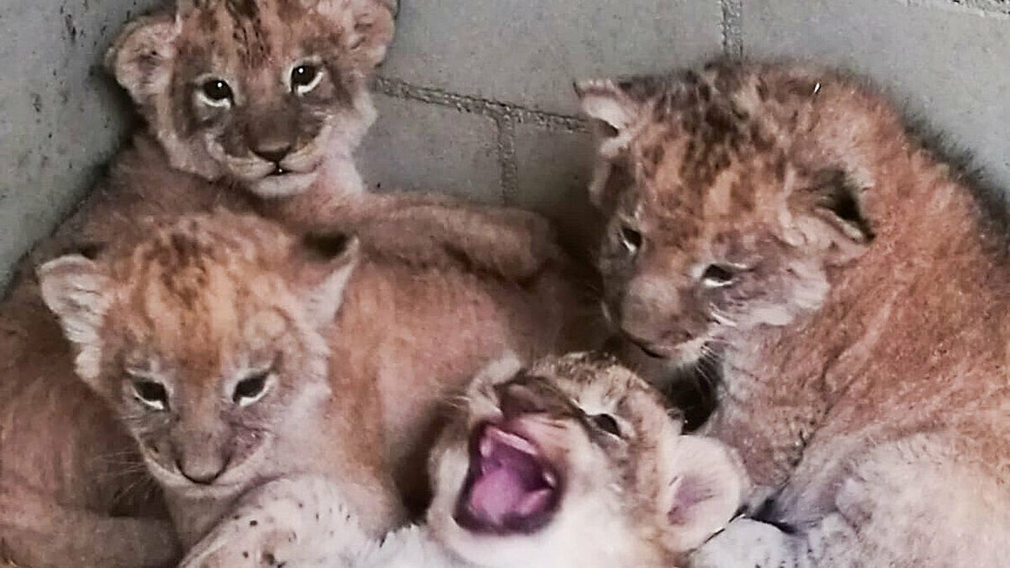Vier Löwenwelpen im Leipziger Zoo