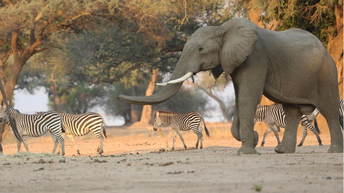 Ein Elefant spaziert neben Zebras durch den Mana Pools National Park in Simbabwe