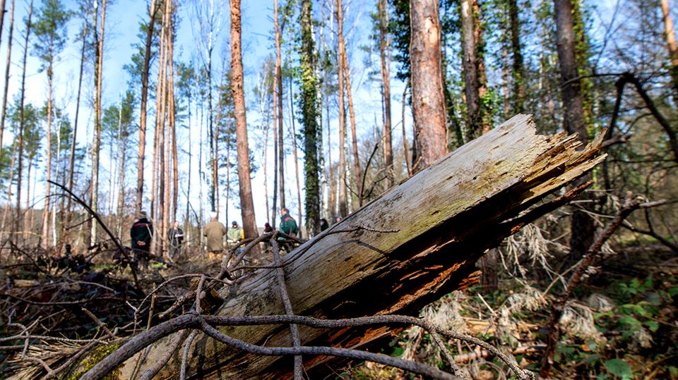 Kaputter Wald in Deutschland (Symbolbild) Earth Day 2021: Kaputter Wald in Deutschland (Symbolbild)