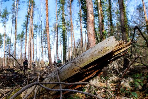 Earth Day 2021: Kaputter Wald in Deutschland (Symbolbild)