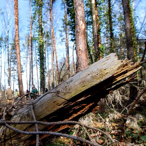 Earth Day 2021: Kaputter Wald in Deutschland (Symbolbild)