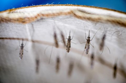Malariamücken in einem Labor in Kenia