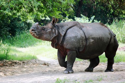 Die Zahl der Panzernashörner in Nepal steigt wieder