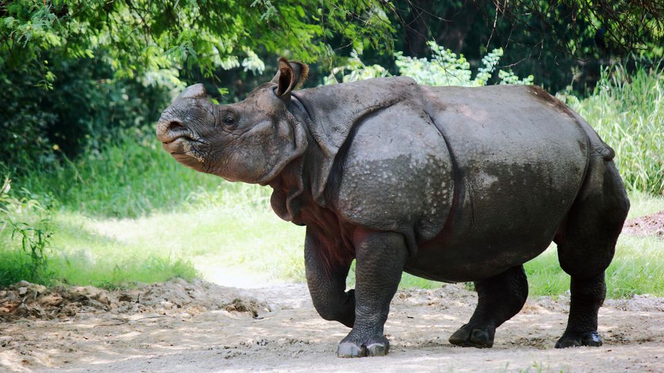Die Zahl der Panzernashörner in Nepal steigt wieder