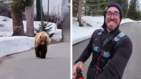 Bär verfolgt Jogger im Wald – der filmt alles