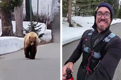 Bär verfolgt Jogger im Wald – der filmt alles