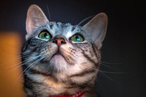Katze Coronavirus Ansteckung Großbritannien