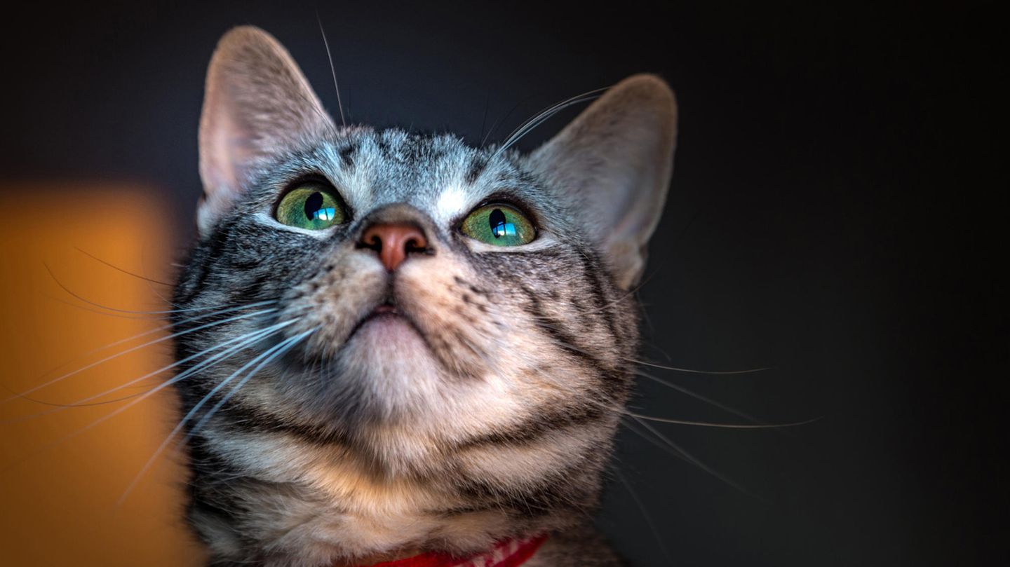 Katze Coronavirus Ansteckung Großbritannien