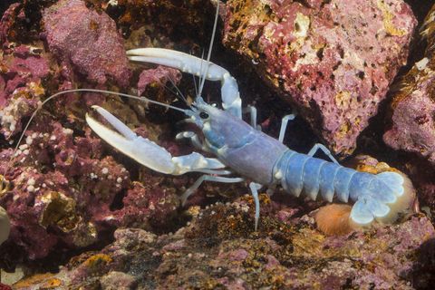 Ein seltener blauer Hummer sitzt auf einem Stein