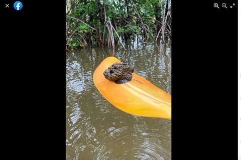 Paddler entdecken Steinfisch