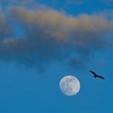 Hier kreist ein Rotmilan am Himmel mit dem zunehmenden Mond.
