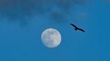 Hier kreist ein Rotmilan am Himmel mit dem zunehmenden Mond.
