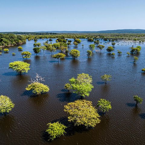Pflanzgebiet auf der Halbinsel Yucatán