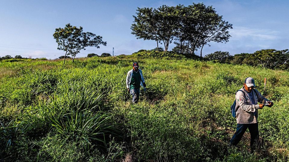 Employees of the Plant-For-The-Planet foundation, work inside of an area dedicated as a research area, at a Plant-For-The-Planet organization property on January 28, 2021 near the village of Constitucion, Campeche, Mexico. Photo by Daniel Berehulak for ... Arbeiter von Plant for the Planet auf ihrem Versuchsfeld in Mexiko