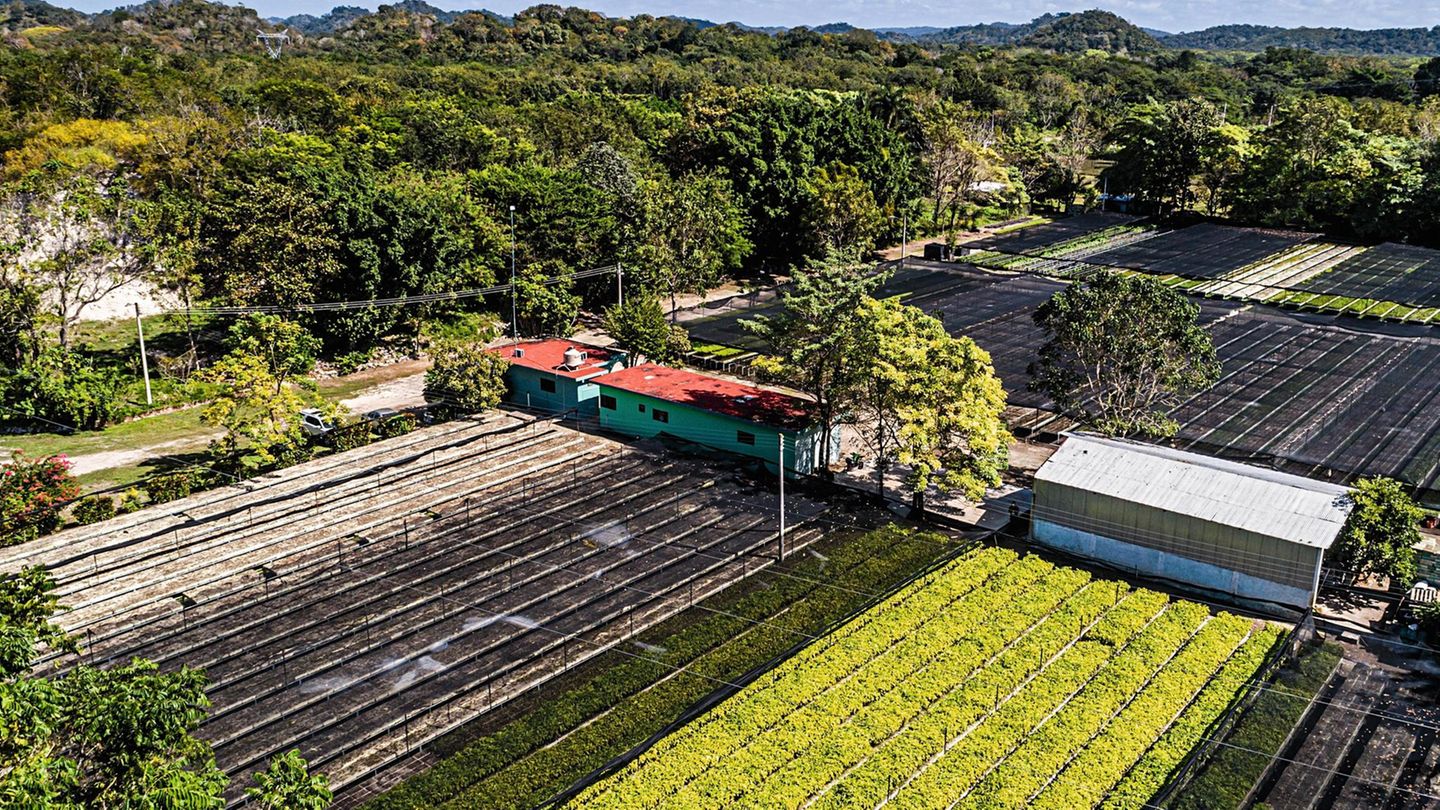 Baumschule von Plant for the Planet nahe dem mexikanischen Constitución